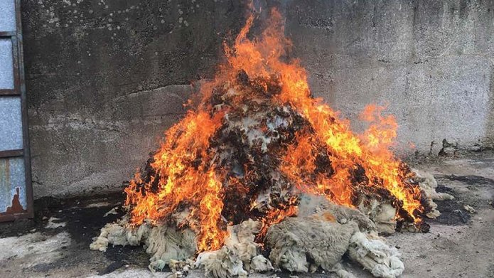 Farmers opt to discard and burn fleeces in response to wool price collapse