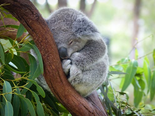 Stopping koala extinction is agonisingly simple. But here's why I'm not optimistic