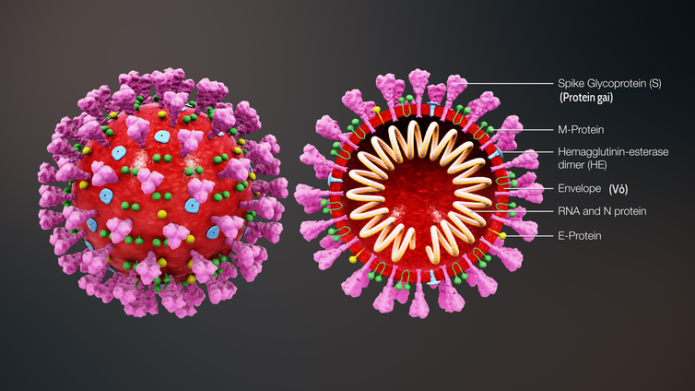 A 3D medical illustration of 2019 Novel Coronavirus, depicting the ultrastructural morphology of the virus.