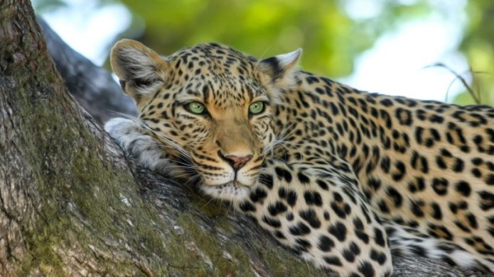 Leopard on Brown Trunk Tree. Image by Pixabay via Pexels. CC0.