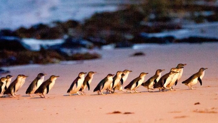 Phillip Island, Penguin Parade August 2019