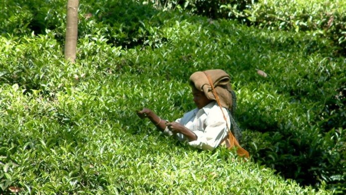 Tea plucking in Kerala, India. Image via Flickr by Neil Faz. CC BY-NC 2.0