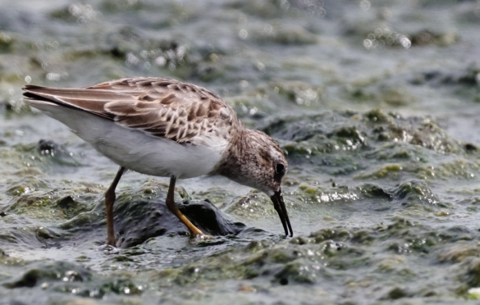 World Shorebirds Day in the Caribbean: The beauty of wetlands and the birds that visit them · Global Voices