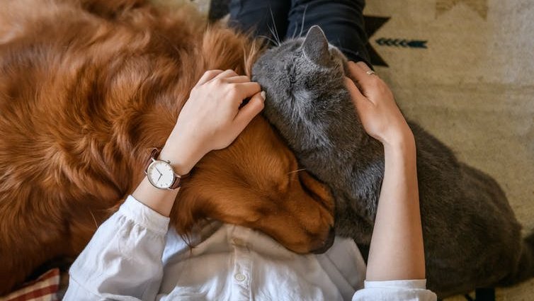 Aerial view of a cat and a dog on a person's lap.