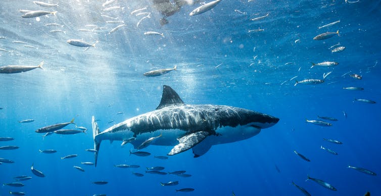 A great white shark swimming underwater in the sea.