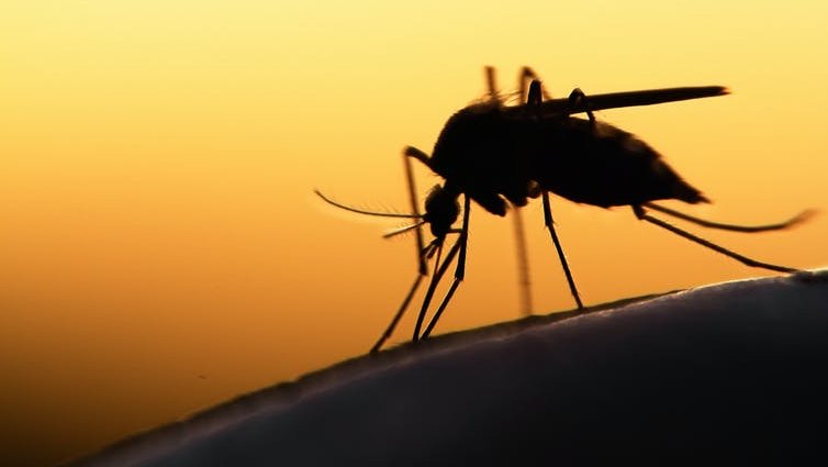 Silhouette of mosquito on human skin.