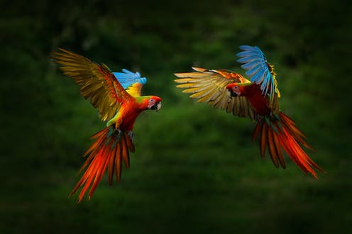 Curious Kids: How did some animals evolve wings to fly?