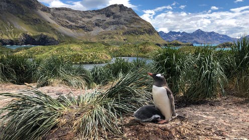 How we discovered three new species of penguin in the Southern Ocean