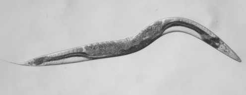 How a tiny worm is helping to find a cure for an extremely rare form of cancer