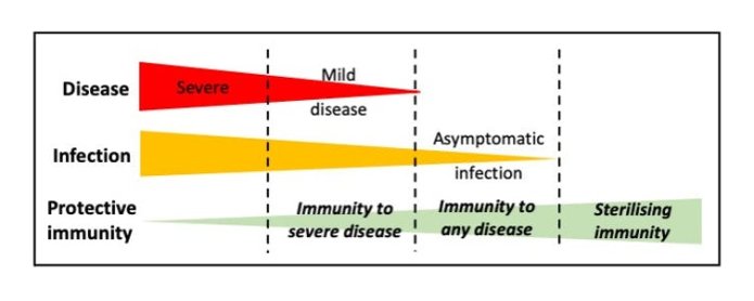 A graph showing the inverse relationship between coronavirus infection severity and protective immunity.