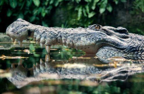 Crocodiles today look the same as they did 200 million years ago – our study explains why