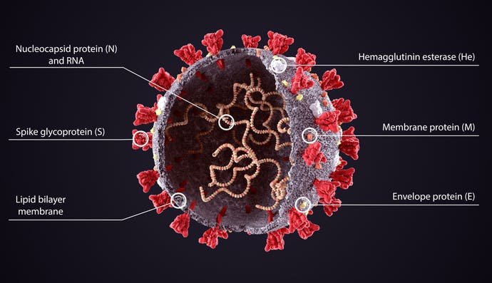 An illustration of the coronavirus's structure.