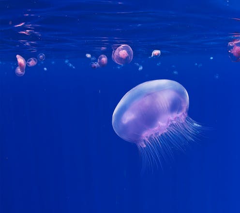 Robot jellyfish could help service offshore windfarms