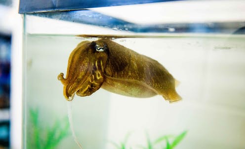 Clever cuttlefish show advanced self-control, like chimps and crows