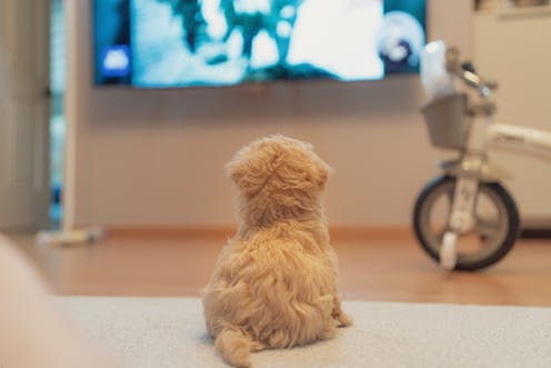 Dogs and TV: here's what we know about how they respond