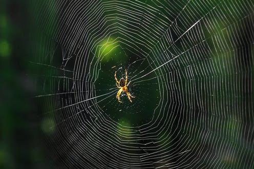 How spider silk could one day be used in cancer treatment – new research