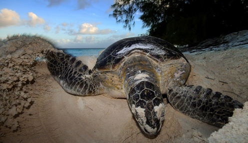 How we discovered that sea turtles in Seychelles have recovered from the brink