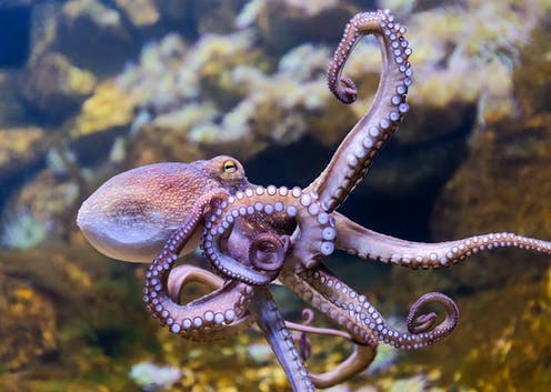Octopus farms raise huge animal welfare concerns - and they're unsustainable too