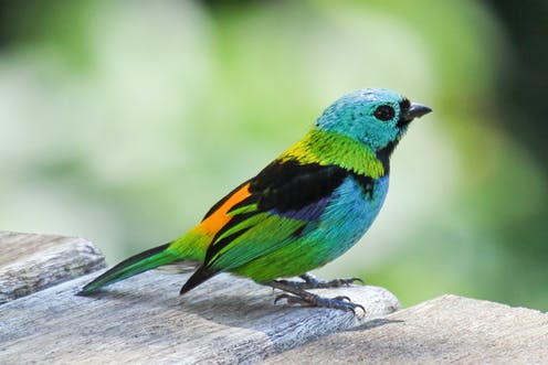 Here's how we proved that tropical birds are more colourful – and why colour helps them survive