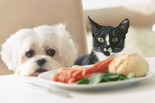 Four top tips to help your pets stay lean and healthy