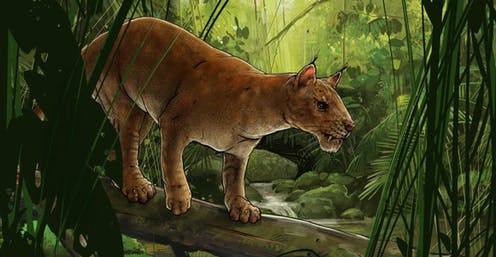 How the first cat-like sabre-tooth predator was discovered – and why it differs from modern cats