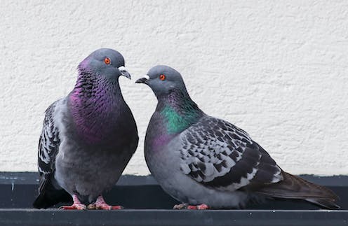 In defence of pigeons