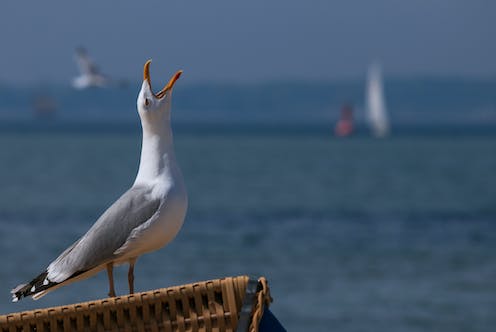 Why you should have more sympathy for seagulls – and how to stop them stealing your chips