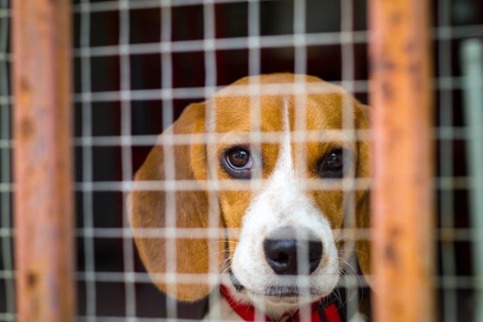 A beagle looking out of its cage.