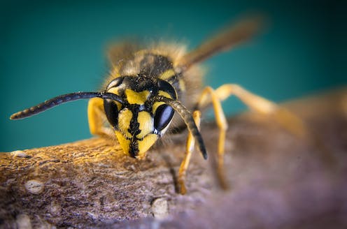 Plagues of wasps? A scientist explains why you shouldn't panic about rumours of rising populations