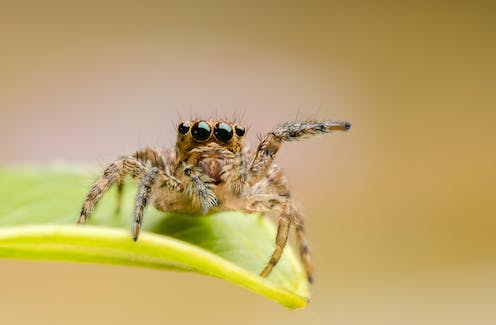 Punk hairstyles and pirouettes: why there's more to spiders than people think