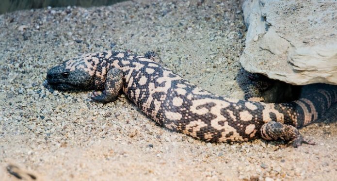 Semaglutide: beware of buying the weight-loss drug online