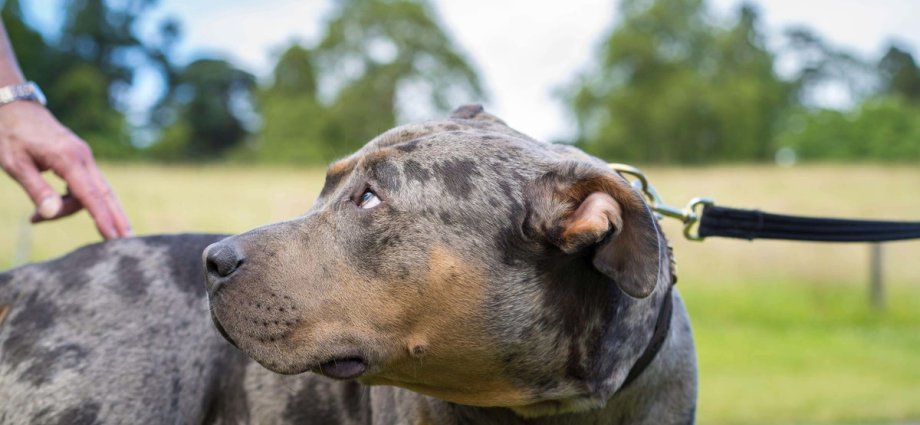 Ministers set to work out American XL bully dogs ban after PM pledge