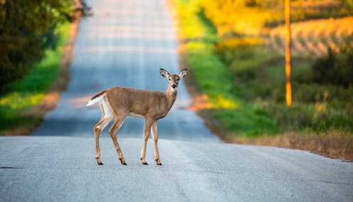 COVID mutates rapidly in white-tailed deer, but here's why we don't need to worry – for now