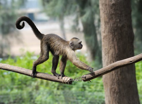 Losing their tails provided our ape ancestors with an evolutionary advantage – but we’re still paying the price