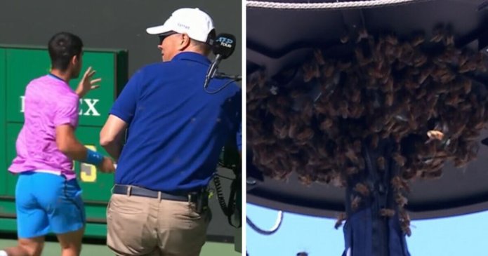 Carlos Alcaraz attacked by swarm of bees as Indian Wells match suspended