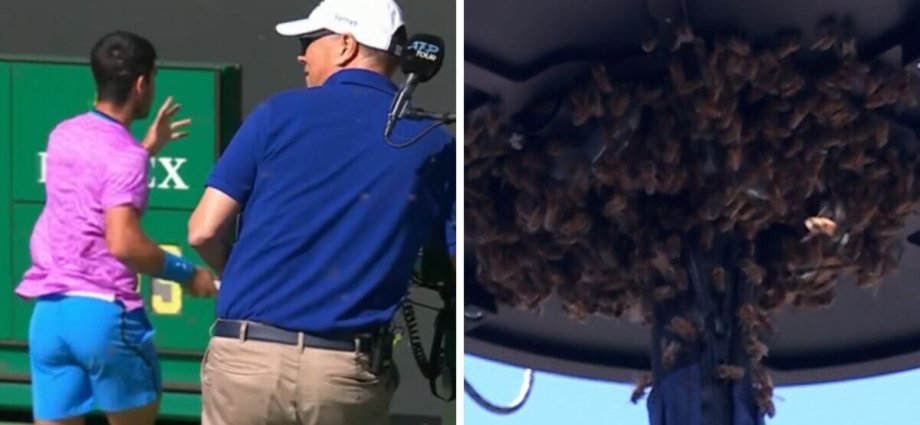 Carlos Alcaraz attacked by swarm of bees as Indian Wells match suspended