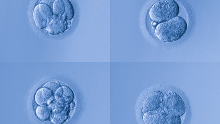 Human embryo at the very early stages