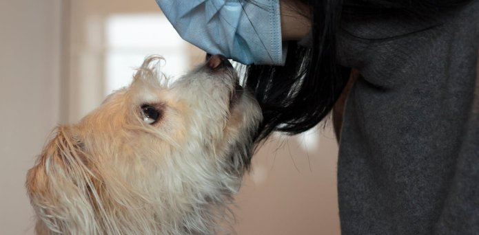 Three animals that can detect disease in humans