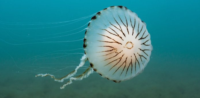 From jellyfish to basking shark, we’re developing 100 new signs to deepen deaf people’s connection with the ocean