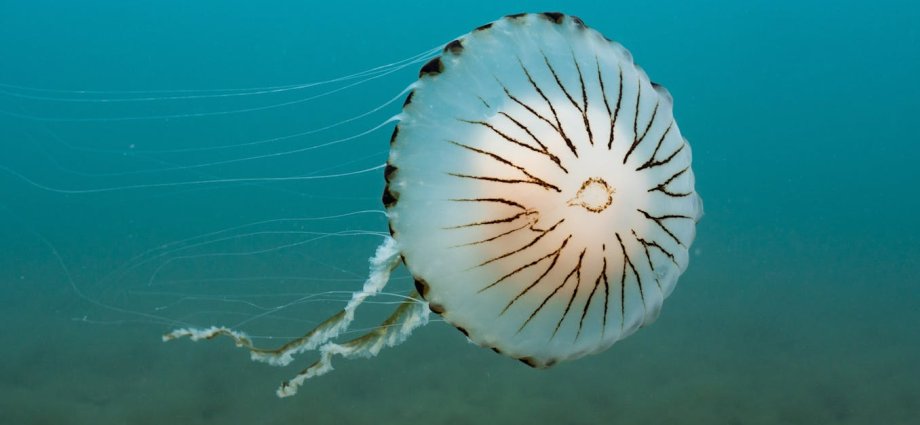 From jellyfish to basking shark, we’re developing 100 new signs to deepen deaf people’s connection with the ocean