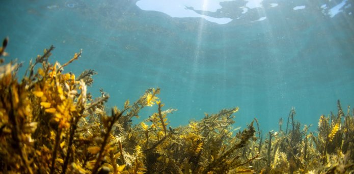 Why eating seaweed might help prevent Parkinson’s disease