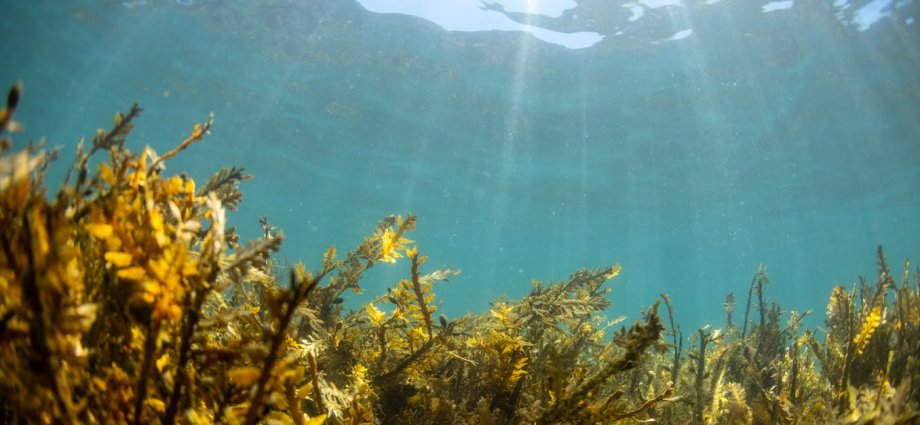 Why eating seaweed might help prevent Parkinson’s disease