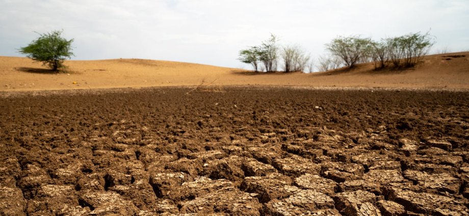 Healthy soils are good for your gut, brain and wellbeing – here’s why