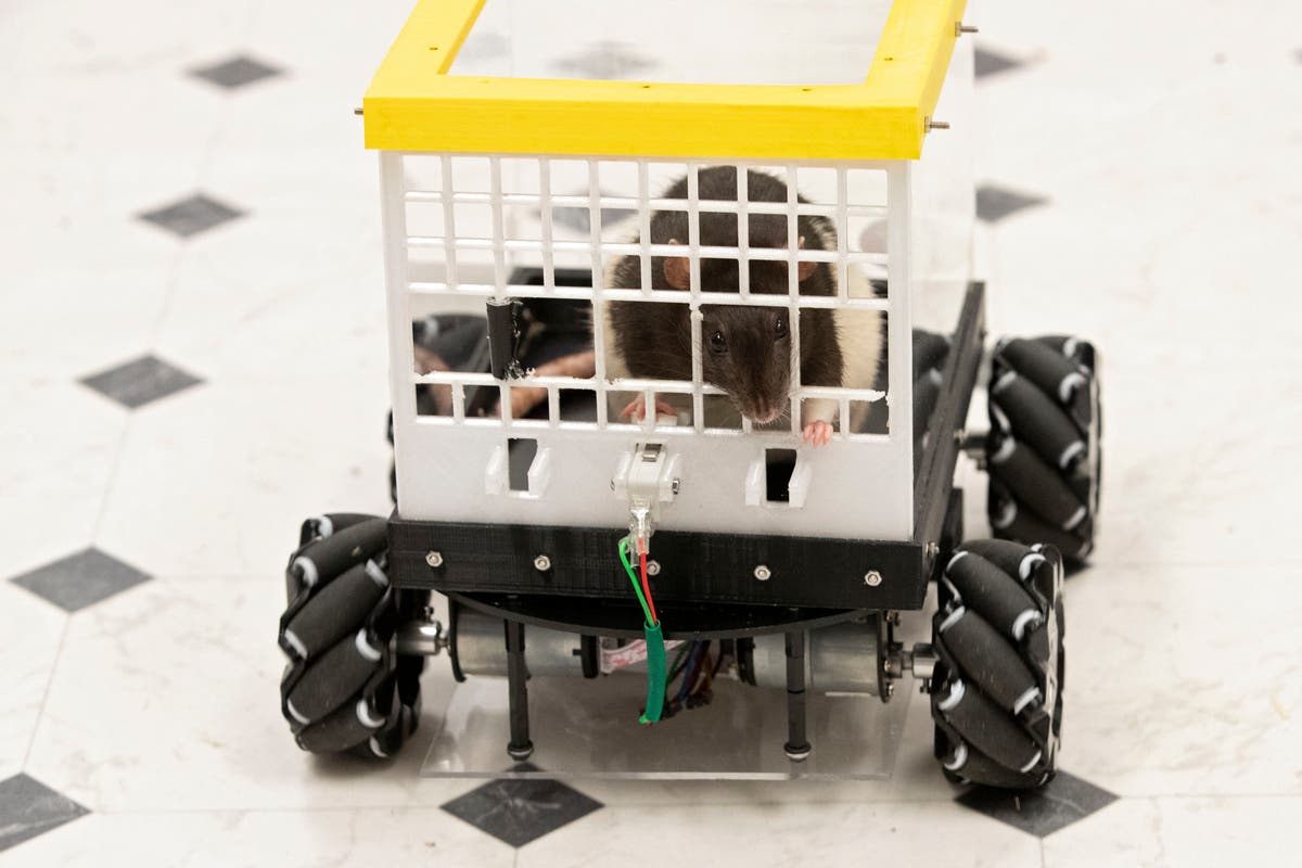 Scientists taught rats to drive – now they love getting behind the ...