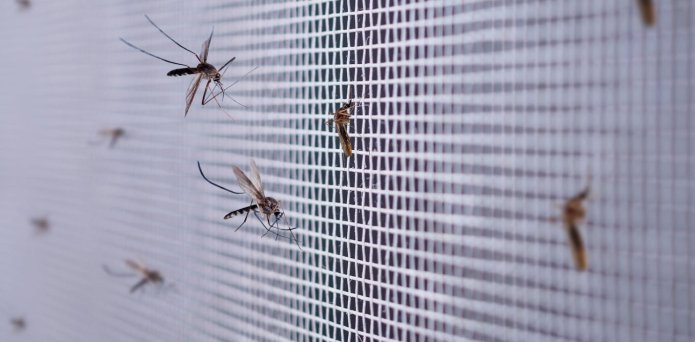 West Nile virus found in the UK for the first time – what you need to know