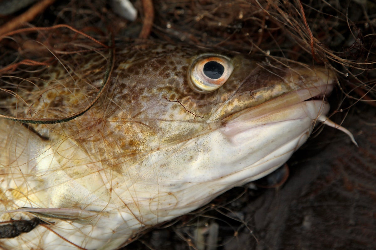 Chated Cod Fish Overfishing has forced Baltic cod to shrink in size by half since 1990s ...