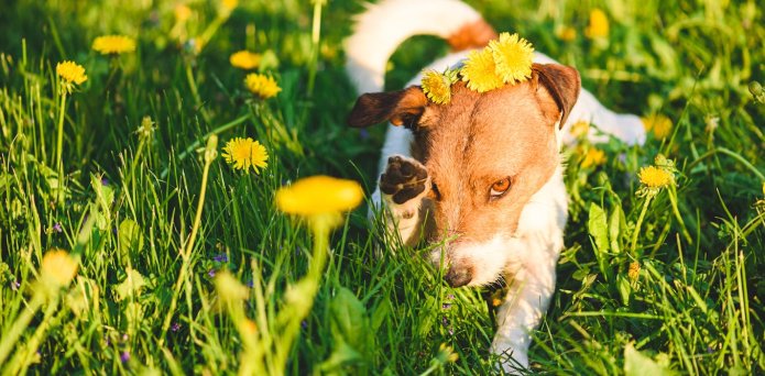 Pets get hay fever too – how to spot it and manage it
