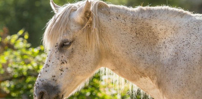 Emerging parasite threats in the UK and Ireland: the role of climate change and pet travel