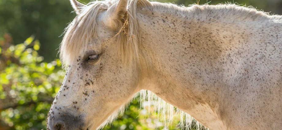 Emerging parasite threats in the UK and Ireland: the role of climate change and pet travel