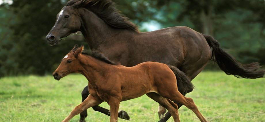 Four key health risks for racehorses – and how they can be minimised